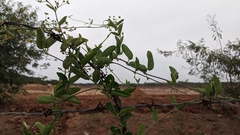 Vincetoxicum indicum