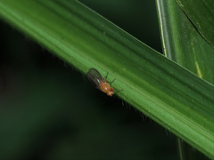 Homoneura laticosta