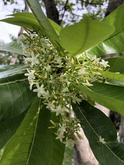 Holarrhena pubescens