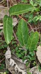 Vincetoxicum indicum