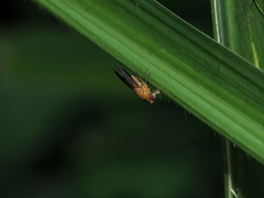 Homoneura laticosta