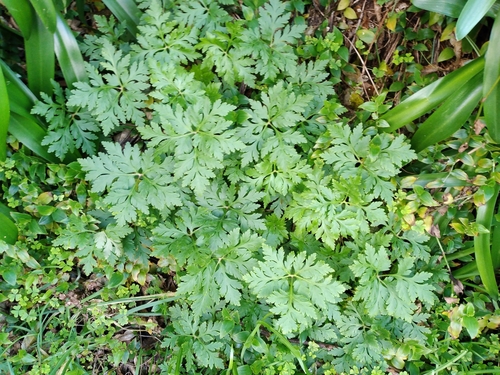 Image of Geranium maderense by (c) Leon Perrie, some rights reserved (CC BY)