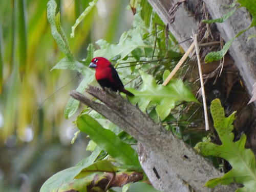 Pyrenestes ostrinus