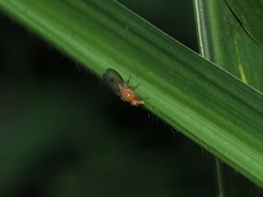 Homoneura laticosta
