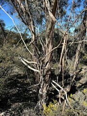 Eucalyptus polybractea