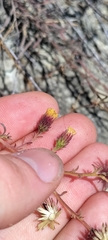 Erigeron petrophilus