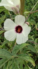 Hibiscus cannabinus