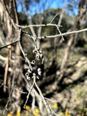 Eucalyptus polybractea