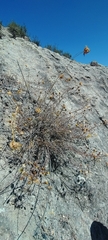 Erigeron petrophilus