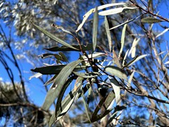 Eucalyptus polybractea