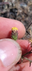 Erigeron petrophilus