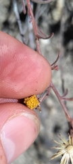 Erigeron petrophilus