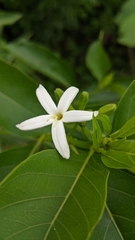 Morinda coreia