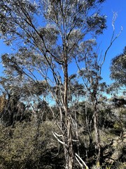 Eucalyptus polybractea