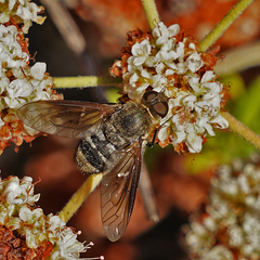 Chrysanthrax vanus