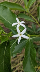 Morinda coreia