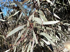 Eucalyptus polybractea