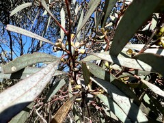 Eucalyptus polybractea