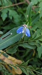 Commelina forskaolii