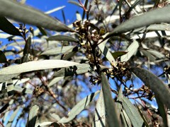 Eucalyptus polybractea