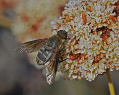 Chrysanthrax vanus