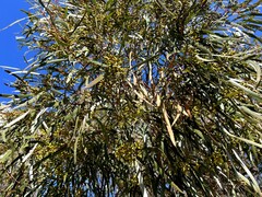 Eucalyptus viridis