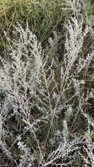 Artemisia austriaca