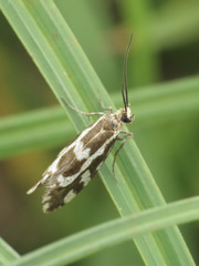 Greya variabilis