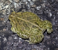 Anaxyrus cognatus