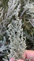 Artemisia austriaca