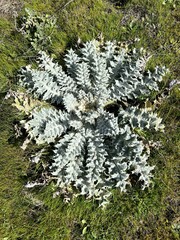 Onopordum acaulon