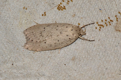 Stictochila delosticta