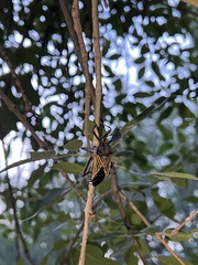 Pachylis neocalifornicus