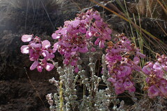 Calceolaria weberbaueriana