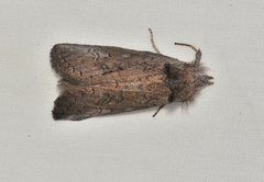 Hobartina amblyiodes