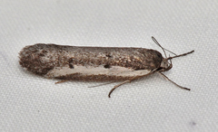 Philobota acropola