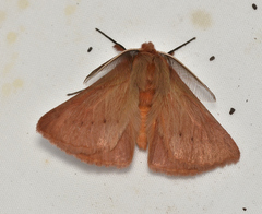 Pterolocera leucocera