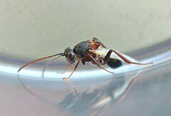 Callaspidia defonscolombei