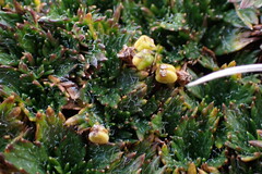 Azorella multifida