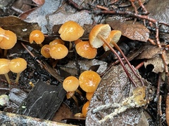Xeromphalina
