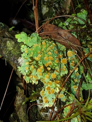 Lobariella