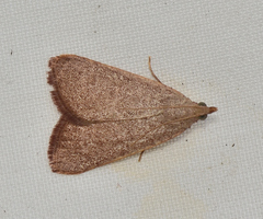 Hypsopygia albidalis