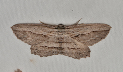 Euphronarcha epiphloea