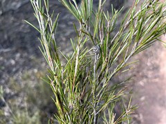 Melaleuca uncinata