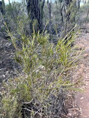 Melaleuca uncinata