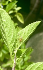 Oxyopes