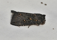 Dasygaster epundoides