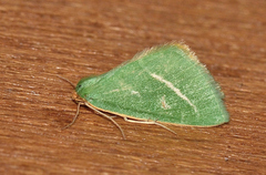 Mixochroa gratiosata