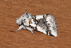 Aglaosoma periblepta