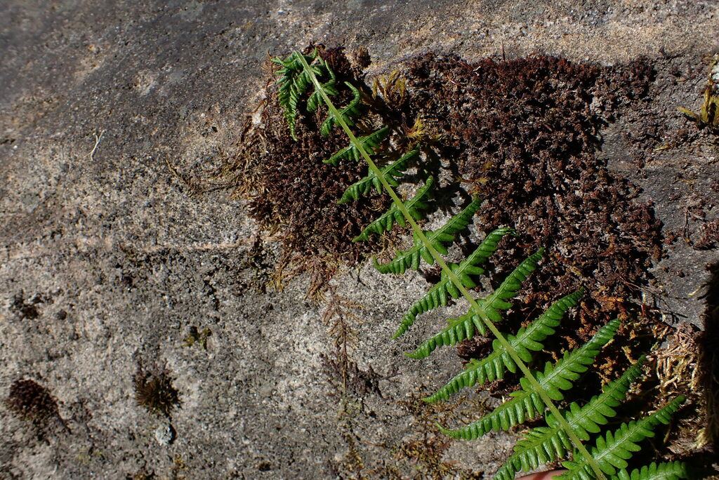 Amauropelta caucaensis